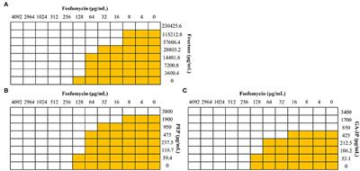 Glucose-6-phosphate Reduces Fosfomycin Activity Against Stenotrophomonas maltophilia